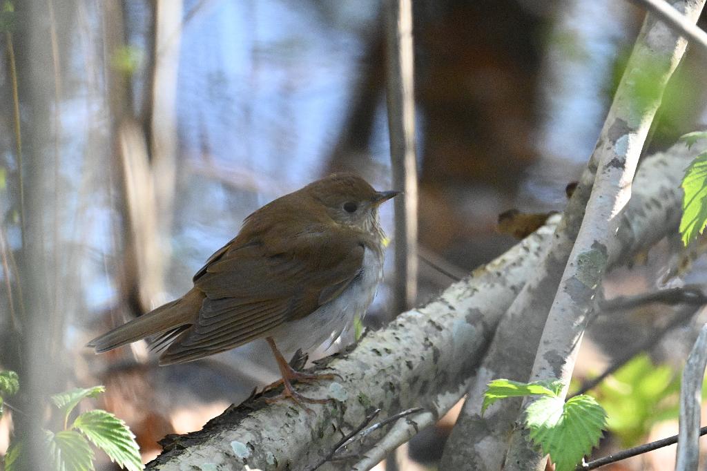 2025-05128145 Parker River NWR, MA.JPG - Veery. Parker River National Wildlife Refuge, MA, 5-12-2025